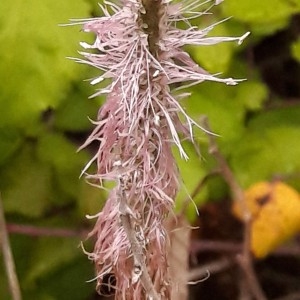  - Plantago L. [1753]