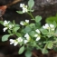  Liliane Roubaudi - Cardamine resedifolia L. [1753]