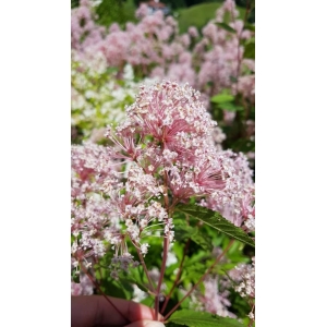 Ceanothus americanus L. (Céanothe d'Amérique)