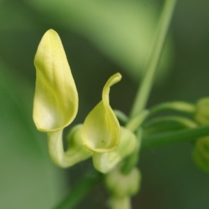 Aristolochia clematitis L. (Aristoloche clématite)