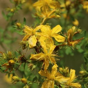 Photographie n°2198219 du taxon Hypericum perforatum L. [1753]