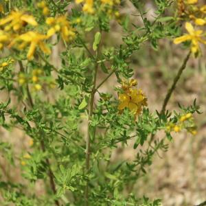 Photographie n°2198220 du taxon Hypericum perforatum L. [1753]