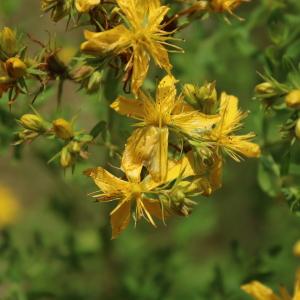 Photographie n°2198221 du taxon Hypericum perforatum L. [1753]