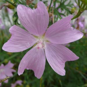 Photographie n°2198235 du taxon Malva moschata L.