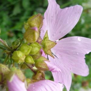 Photographie n°2198237 du taxon Malva moschata L.