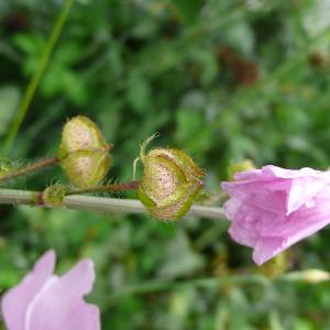 Photographie n°2198238 du taxon Malva moschata L.