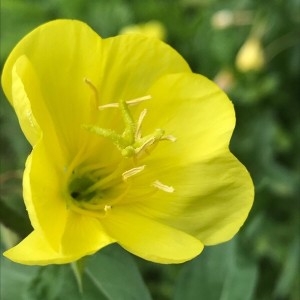 Photographie n°2198245 du taxon Oenothera biennis L. [1753]