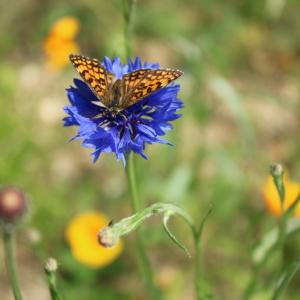 Photographie n°2198295 du taxon Cyanus segetum Hill [1762]