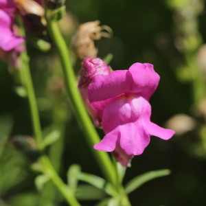 Photographie n°2198296 du taxon Antirrhinum majus L.