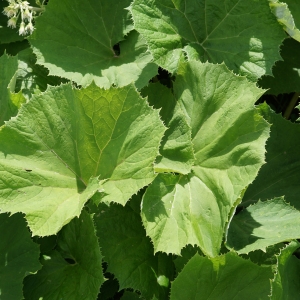 Photographie n°2198307 du taxon Petasites albus (L.) Gaertn. [1791]