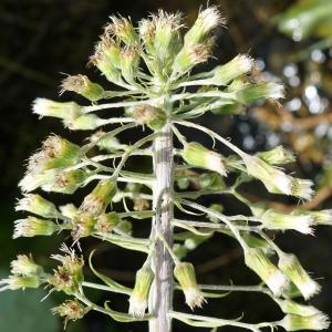 Photographie n°2198309 du taxon Petasites albus (L.) Gaertn. [1791]