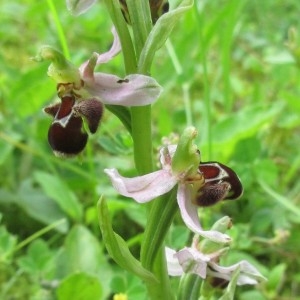 Photographie n°2198315 du taxon Ophrys apifera Huds. [1762]