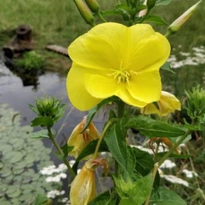 Photographie n°2198325 du taxon Oenothera biennis L. [1753]