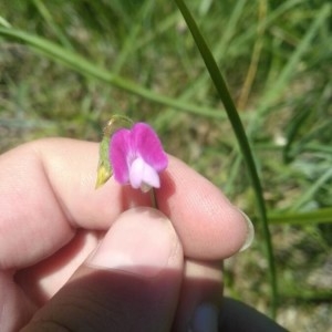 Photographie n°2198326 du taxon Lathyrus hirsutus L. [1753]