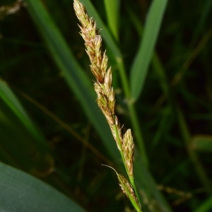 Photographie n°2198327 du taxon Carex disticha Huds. [1762]