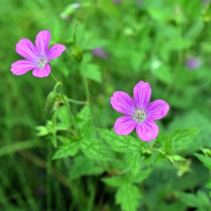 Photographie n°2198328 du taxon Geranium x oxonianum Yeo [1985]