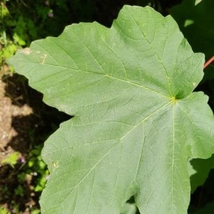 Photographie n°2198333 du taxon Acer pseudoplatanus L. [1753]