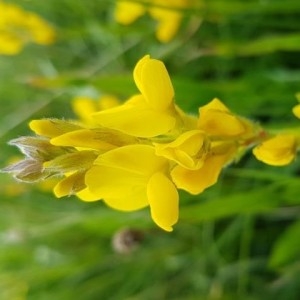 Photographie n°2198359 du taxon Genista sagittalis L.