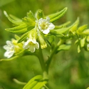 Photographie n°2198374 du taxon Lithospermum officinale L. [1753]