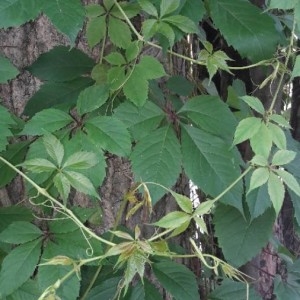 Photographie n°2198380 du taxon Parthenocissus quinquefolia (L.) Planch. [1887]