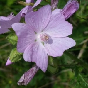 Photographie n°2198402 du taxon Malva moschata L. [1753]