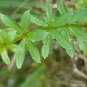 Photographie n°2198408 du taxon Galium mollugo L. [1753]