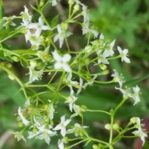 Photographie n°2198409 du taxon Galium mollugo L. [1753]