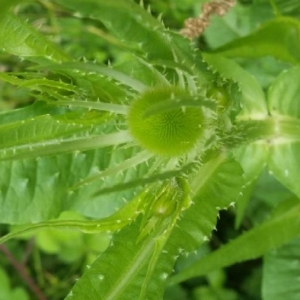 Photographie n°2198418 du taxon Dipsacus fullonum L. [1753]