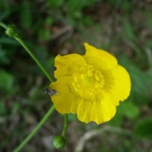 Photographie n°2198420 du taxon Ranunculus acris L. [1753]