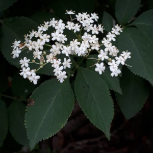 Photographie n°2198436 du taxon Sambucus nigra L. [1753]