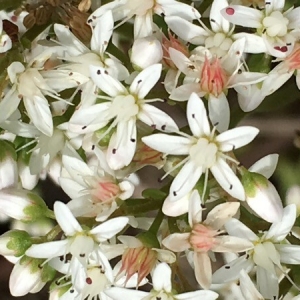 Photographie n°2198448 du taxon Sedum album L. [1753]