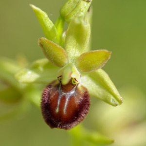 Photographie n°2198465 du taxon Ophrys argensonensis Guérin & Merlet [1998]