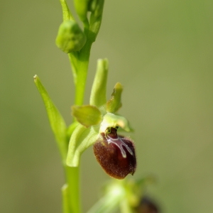Photographie n°2198466 du taxon Ophrys argensonensis Guérin & Merlet [1998]