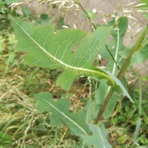 Photographie n°2198473 du taxon Lactuca serriola L. [1756]