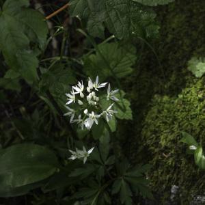 Photographie n°2198519 du taxon Allium ursinum L.