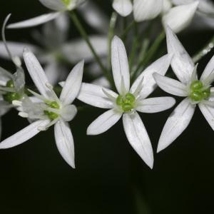 Photographie n°2198522 du taxon Allium ursinum L.