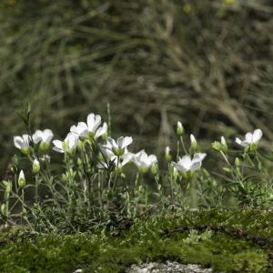 Photographie n°2198532 du taxon Arenaria montana L. [1755]