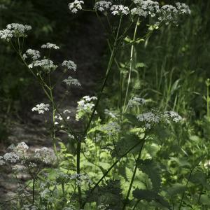 Photographie n°2198534 du taxon Chaerophyllum aureum L. [1762]