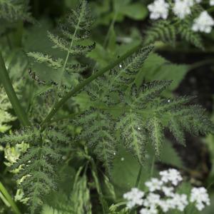 Photographie n°2198536 du taxon Chaerophyllum aureum L. [1762]