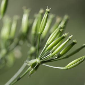 Photographie n°2198539 du taxon Chaerophyllum aureum L. [1762]