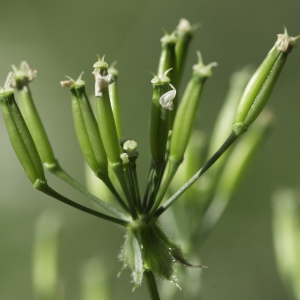 Photographie n°2198540 du taxon Chaerophyllum aureum L. [1762]