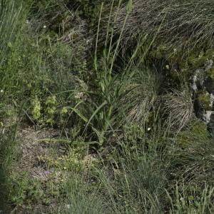 Photographie n°2198605 du taxon Tragopogon dubius Scop.