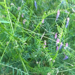 Photographie n°2198607 du taxon Vicia cracca L. [1753]