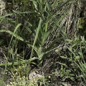 Photographie n°2198608 du taxon Tragopogon dubius Scop.