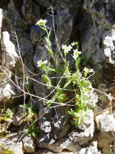 Alain Bigou, le  8 mai 2017 (Comus (Gorges de la Frau))