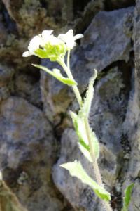 Alain Bigou, le  8 mai 2017 (Comus (Gorges de la Frau))