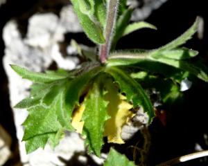 Alain Bigou, le  8 mai 2017 (Comus (Gorges de la Frau))