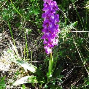 Photographie n°2198645 du taxon Orchis mascula subsp. mascula 