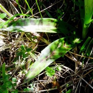 Photographie n°2198646 du taxon Orchis mascula subsp. mascula 