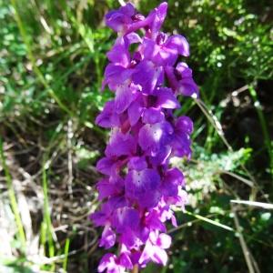 Photographie n°2198647 du taxon Orchis mascula subsp. mascula 